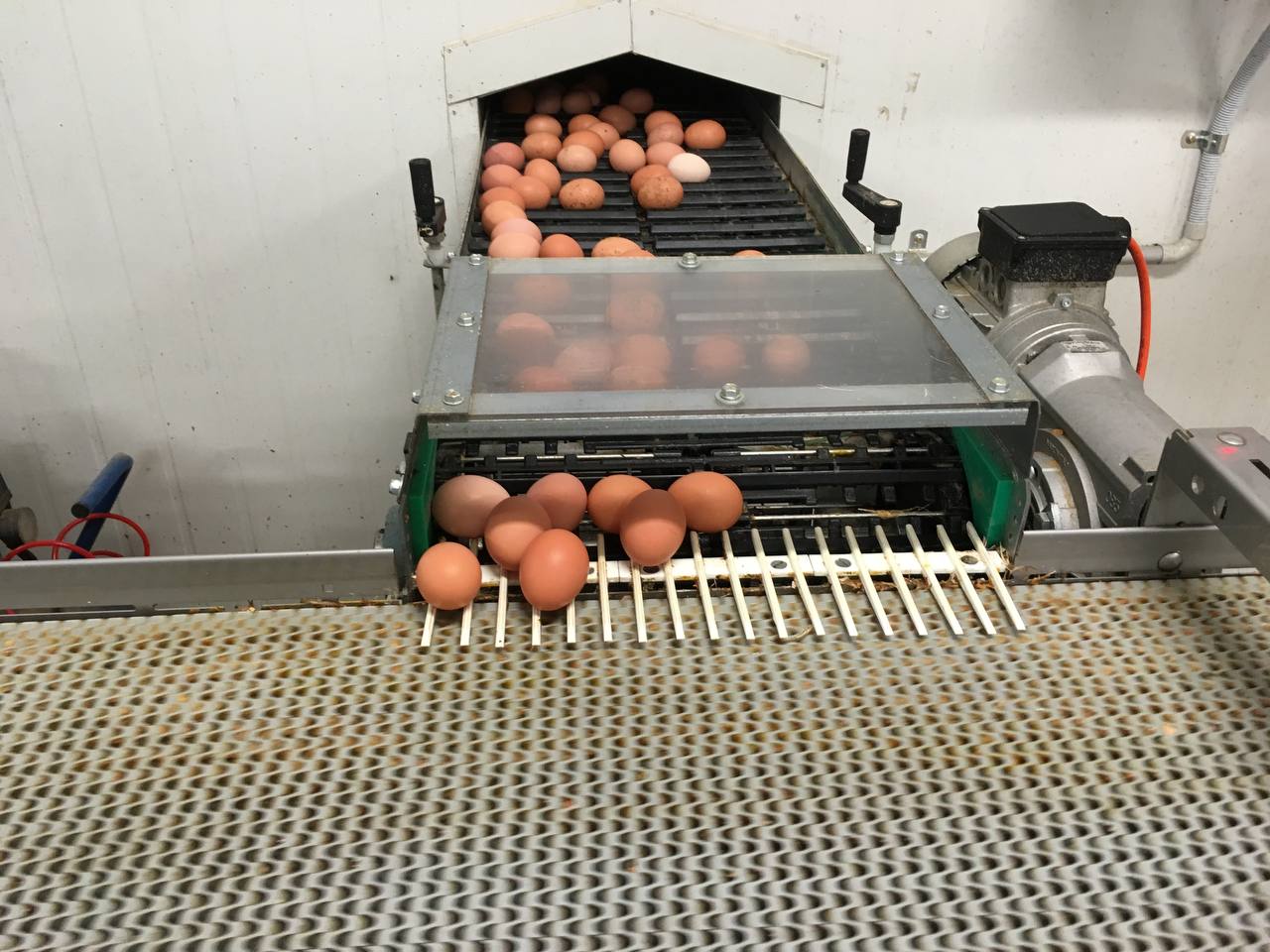 Fresh Eggs