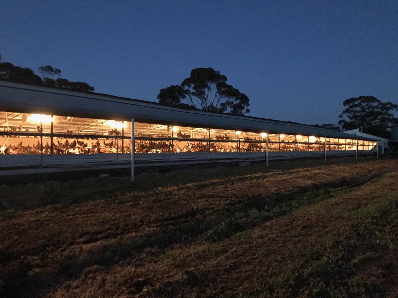 Happy Chicken Farm