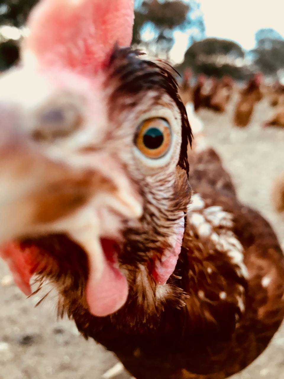 Funny Chicken Close-up