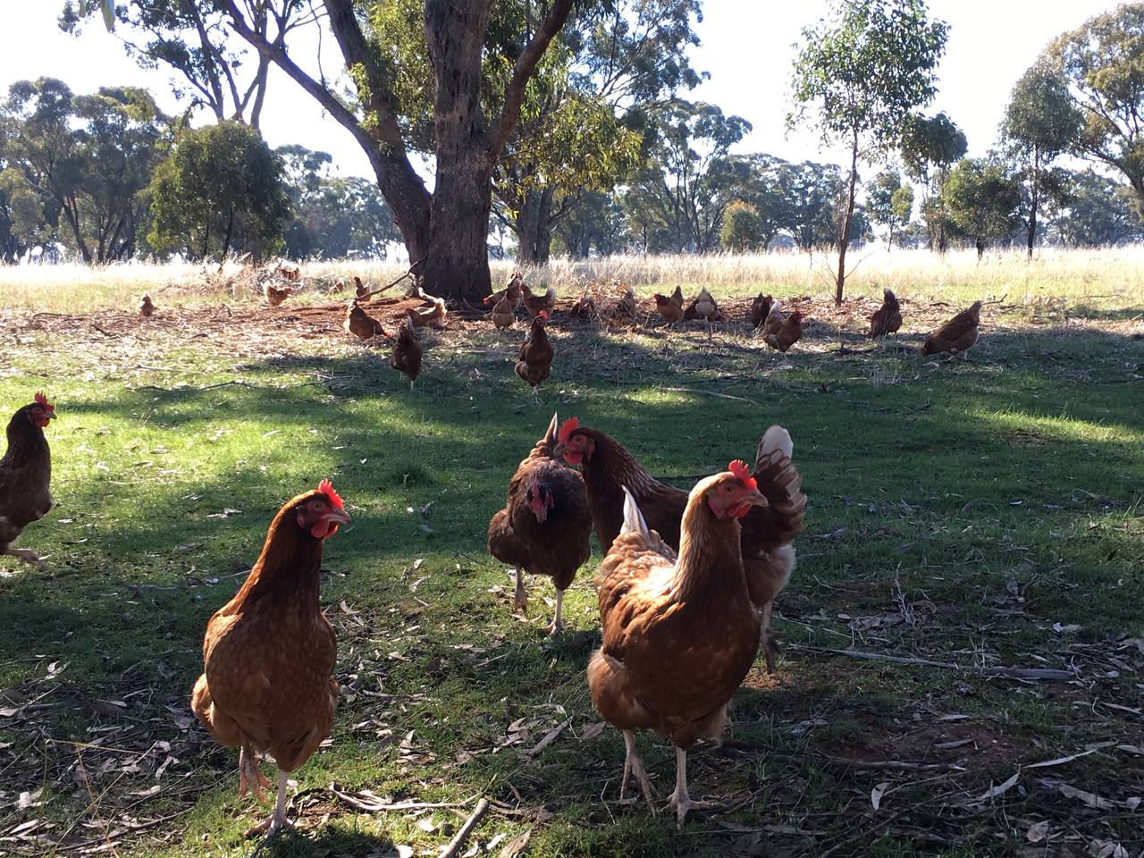 Free Range Chickens