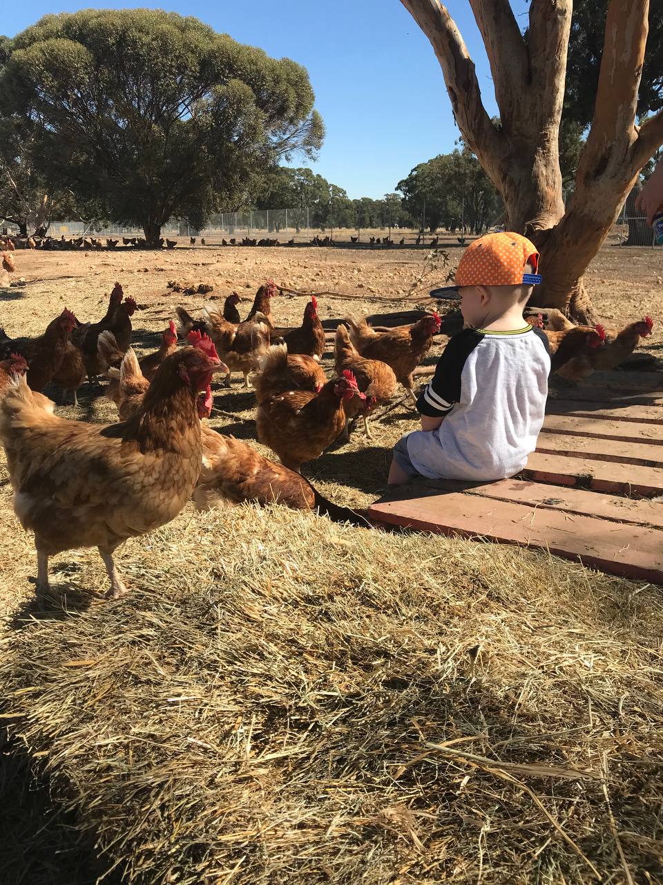 Kids Playing with Chickens